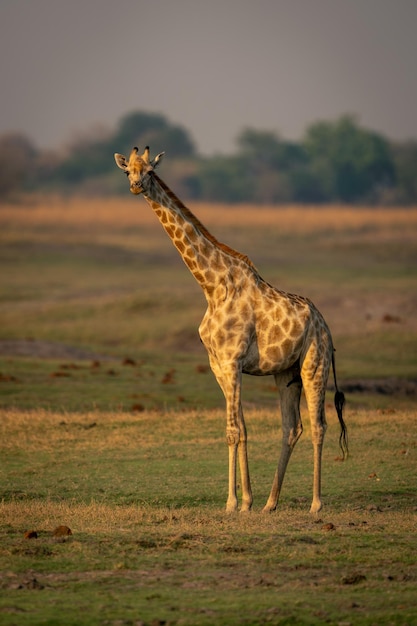 Giraffe Walking on Field – Free Stock Photo for Download