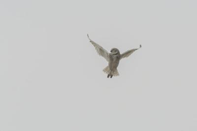 Isolated Shot of an Owl Maneuvering – Free Download