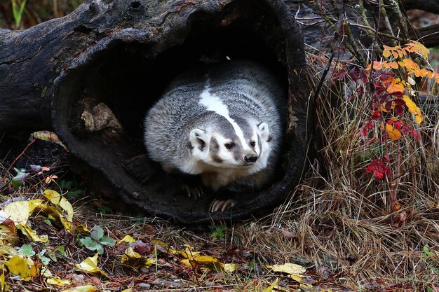 Raccoon on Fallen Tree Trunk in Field – Free Stock Photo for Download