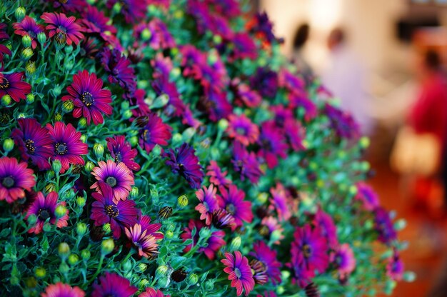 Multi-Colored Flowers for Sale – Free to Download Stock Photo