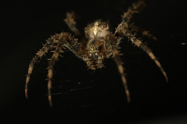 Close-Up of a Spider on Black Background – Free Stock Photo for Download