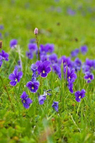 Wild Violet Plant – Free Stock Photo for Download