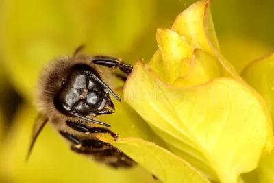 Unique Angry Bee Images on iStockphoto