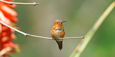 Close-up of a Bird on a Twig – Free Stock Photo, Download for Free