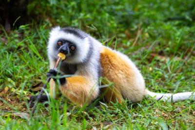 Diademed Sifaka in Its Natural Rainforest Habitat on Madagascar – Free Stock Photo Download