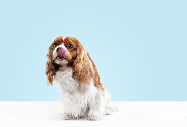 Spaniel Puppy Playing in Studio – Cute Cavalier King Charles on Blue Background for Free Download