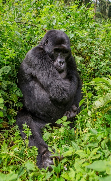 Dominant Male Mountain Gorilla in Uganda’s Bwindi Impenetrable Forest – Free Stock Photo for Download