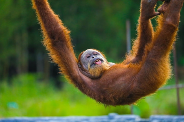 Orangutan Sighted in Aceh Rainforest – Free Stock Photo Download