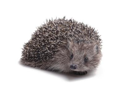 Hemiechinus auritus: Long-Eared Hedgehog Isolated on White Background – Free Download