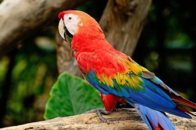 Scarlet Macaw: Stunning Imagery for Your Projects – Free Download