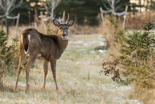 Wide Angle Shot of a Deer on Dry Grassland Surrounded by Yellow and Brown Plants – Free Download