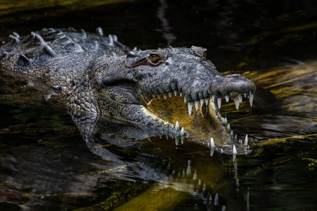 Close-up of a Crocodile Swimming in River – Free Download