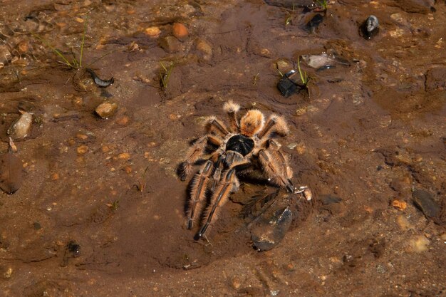 Tarantula – Stunning Free Stock Photo for Download