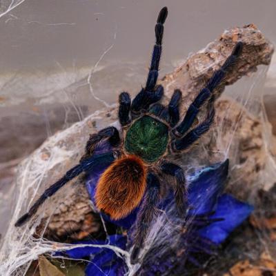 Closeup of a Greenbottle Blue Tarantula – Free Stock Photo, Download Free