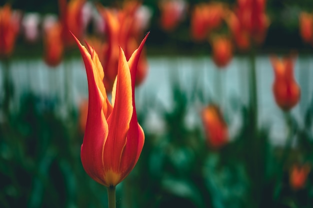 Blooming Red and Yellow Tulips in the Garden – Free Download