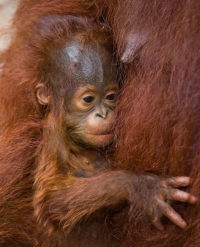 Baby Orangutan Portrait – Close-Up in Kalimantan, Indonesia | Free Stock Photo Download