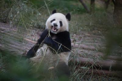 Panda Relaxing Outdoors – Free Stock Photo, Download for Free