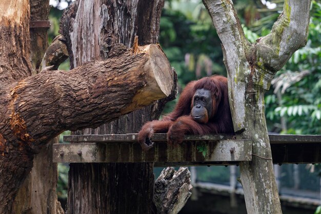 Sad and Boring Orangutan in Singapore Zoo – Free Stock Photo for Download