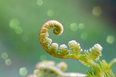 Summer Garden Green Fern Plant Leaf Texture – Free Stock Photo for Download