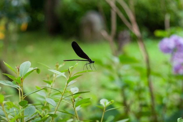 Close Up Shot of a Black Dragonfly on a Plant – Free to Download