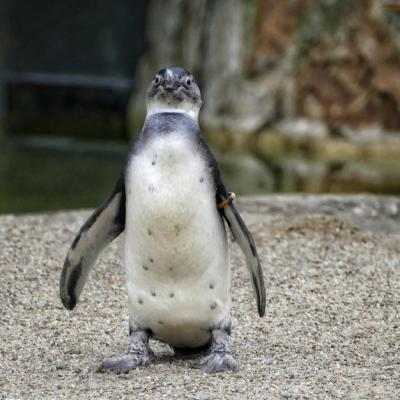 Close-up of Penguin at Beach – Free Stock Photo, Download for Free