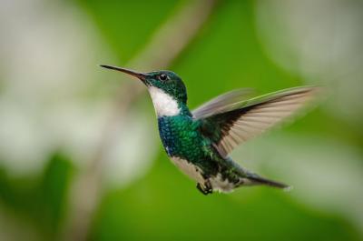 Close-up of a Bird in Flight – Free Stock Photo for Download