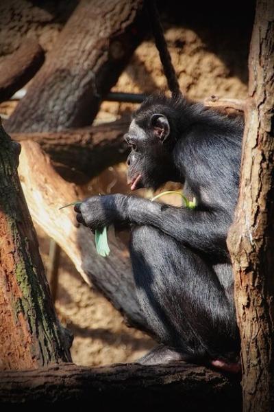 Chimpanzee Sitting on Branch in Zoo – Free Stock Photo, Download Free