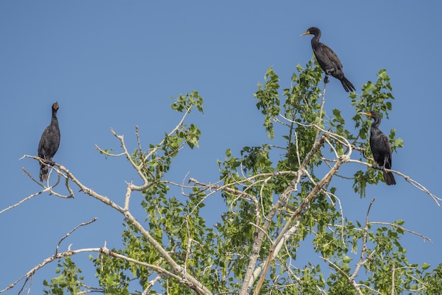 Cormorant Birds Sitting on a Tree Against a Blue Sky – Free Download