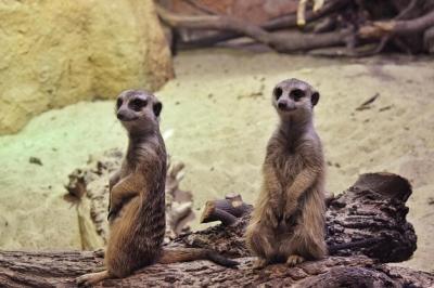 Close-up of Monkey Sitting on Rock at Zoo – Free Stock Photo for Download