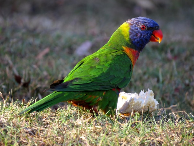 Close-up of Parrot Perching on Grass – Free Download