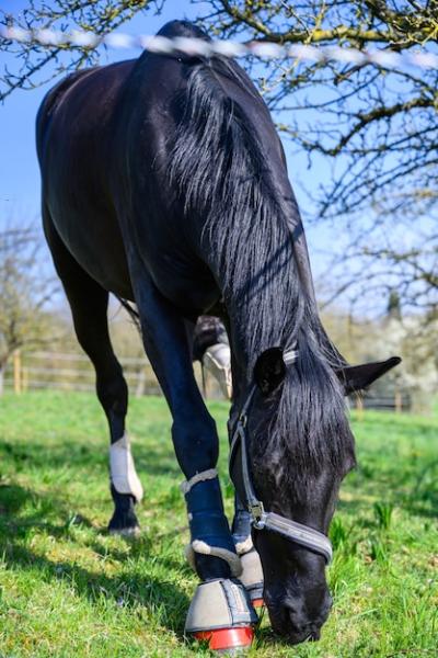 Amazing View of a Beautiful Black Horse Eating Grass – Free Download