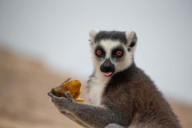 Funny Ring-Tailed Lemurs in Their Natural Environment – Free Stock Photos for Download