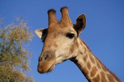 Close-up of a Majestic Namibian Giraffe Against a Summer Blue Sky – Free Stock Photo for Download