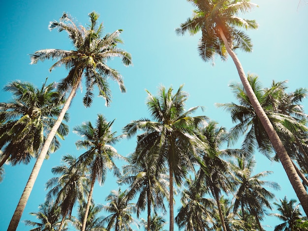 Summer Palm Trees – Free Download, Download Free Stock Photo