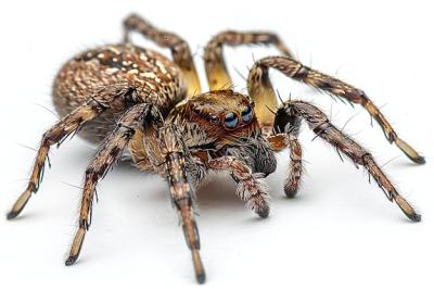 Spider on Its Back: Clipping Path Image for Websites and Prints – Free Download