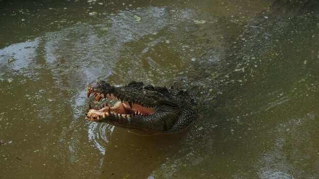 High Angle View of Crocodile Swimming in Lake – Free Download