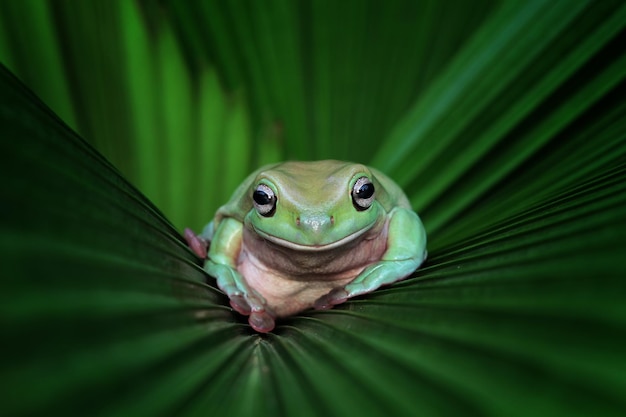 Dumpy Frog Litoria Caerulea on Green Leaves – Free Stock Photo, Download Free