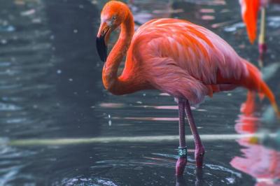 Close-up of Duck in Water – Free Stock Photo for Download