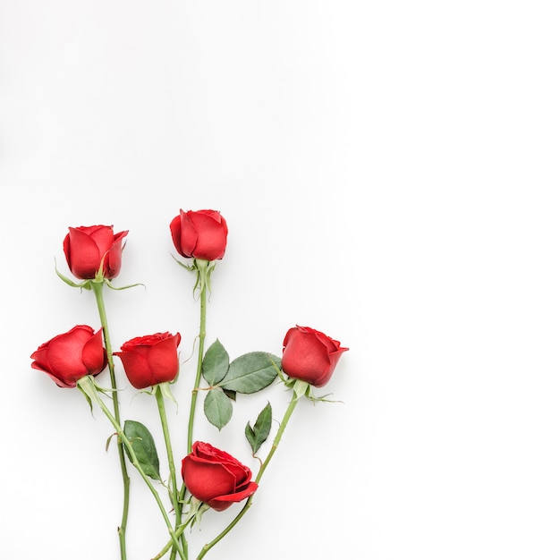 Red Roses Flowers – Free Download for Stunning Stock Photos