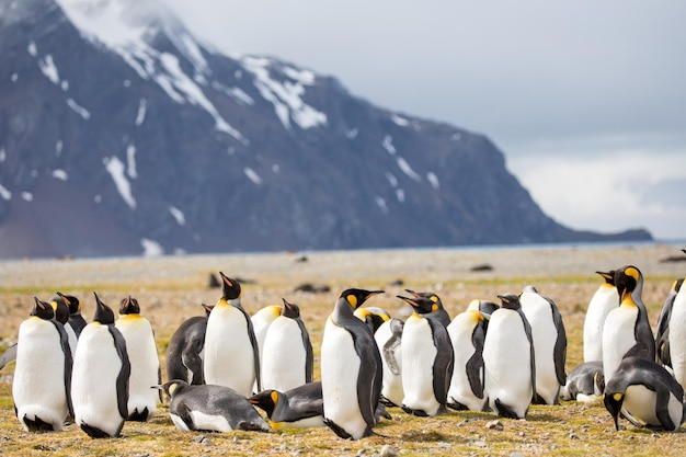 Birds on a Snow-Covered Mountain – Free Stock Photo, Download for Free