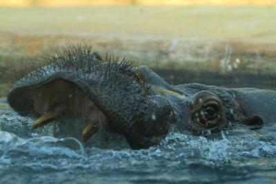 Close-up of Crocodile in Sea – Free Stock Photo Download