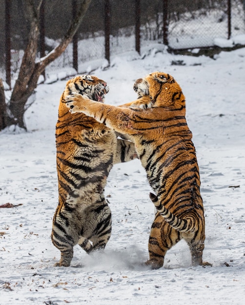 Siberian Tigers in a Winter Landscape – Free Download