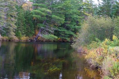 Autumn in Algonquin Provincial Park: River and Greenery – Free Download