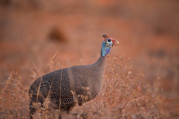 Lonely Wild Turkey Walking in a Bush Field – Free Stock Photo for Download