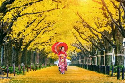 Beautiful Girl in Traditional Japanese Kimono Among Yellow Ginkgo Trees in Autumn – Free Download