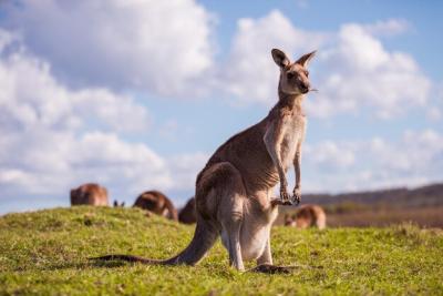 Kangaroo on a Field – Free Stock Photo, Download for Free