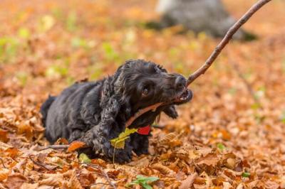 Black Dog Looking Away – Free Stock Photo Download