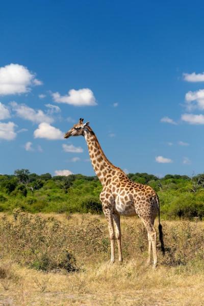 Giraffe on a Field Under a Clear Blue Sky – Free Download