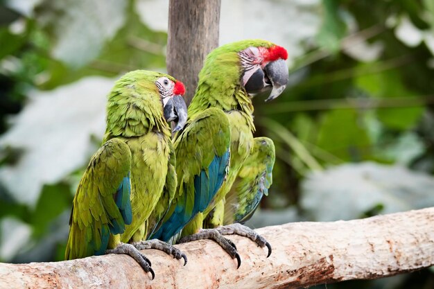 Close-up of Parrot Perching on Branch – Free Download, Free Stock Photo