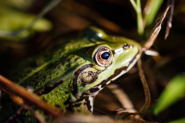 Closeup Shot of a Barking Tree Frog with an Intense Stare – Free Stock Photo for Download